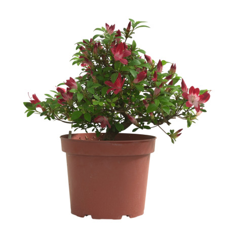 AZALEA YUBI-NO-KAGAYAKI IB330