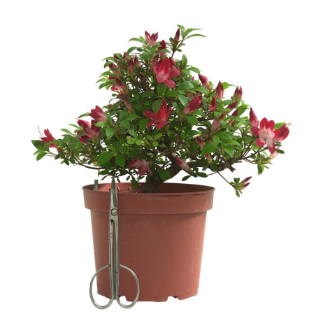AZALEA YUBI-NO-KAGAYAKI IB330
