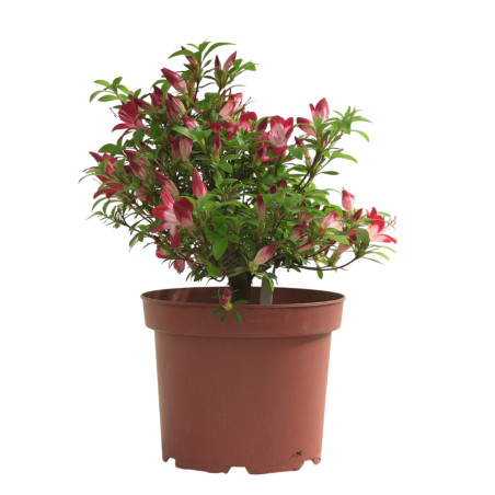 AZALEA YUBI-NO-KAGAYAKI IB330