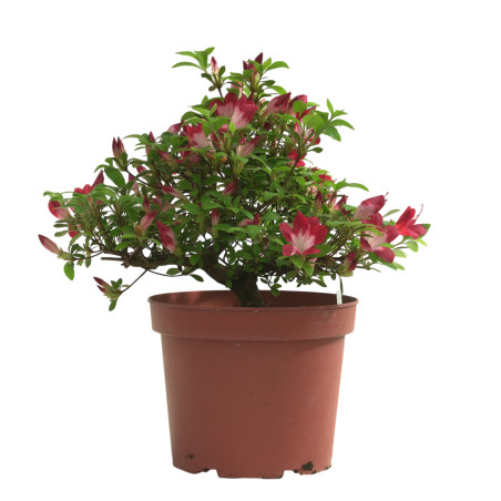 AZALEA YUBI-NO-KAGAYAKI IB330