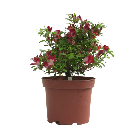 AZALEA YUBI-NO-KAGAYAKI IB330