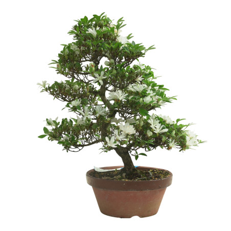 AZALEA TOTEYAMA NO YUKI IB296