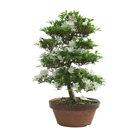 AZALEA TOTEYAMA NO YUKI IB296