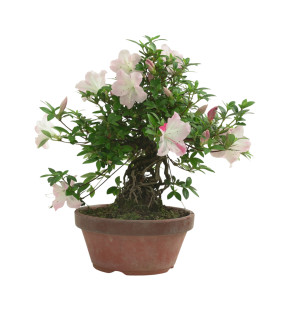 AZALEA JUKO IB318