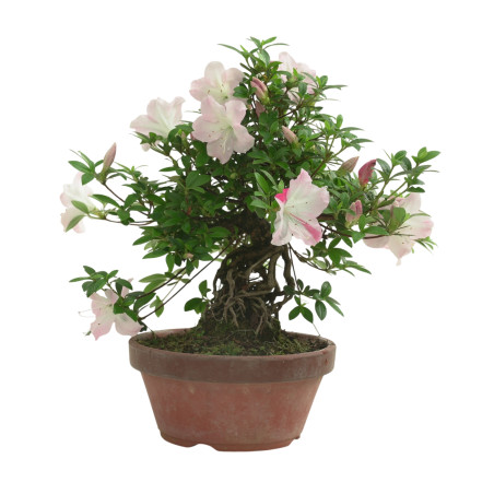 AZALEA JUKO IB318