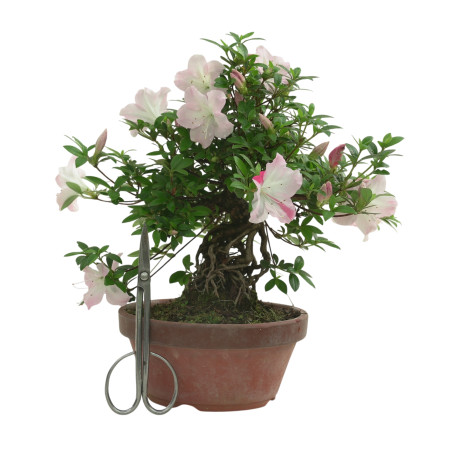 AZALEA JUKO IB318