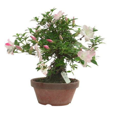 AZALEA JUKO IB318