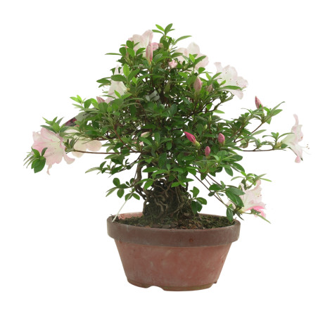 AZALEA JUKO IB318