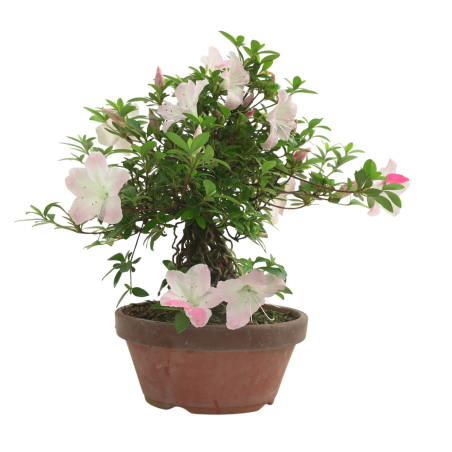 AZALEA JUKO IB318