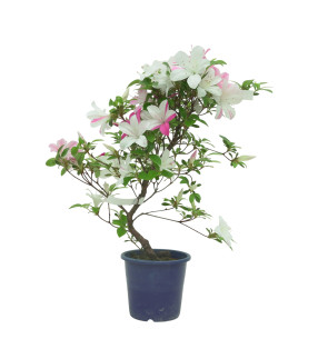 AZALEA ASUHANISHIKI IB324C