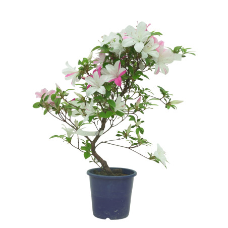AZALEA ASUHANISHIKI IB324C