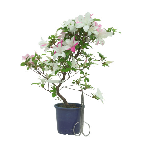 AZALEA ASUHANISHIKI IB324C