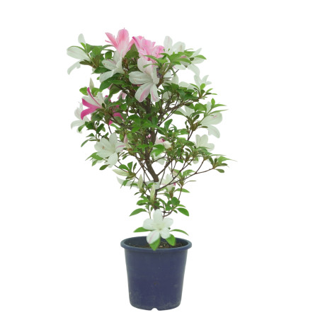 AZALEA ASUHANISHIKI IB324C