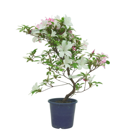 AZALEA ASUHANISHIKI IB324C