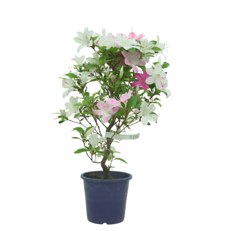 AZALEA ASUHANISHIKI IB324C