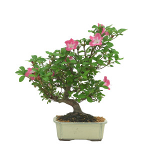 AZALEA IB333