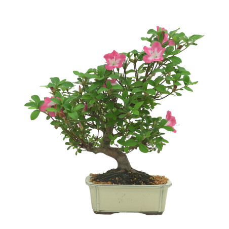 AZALEA IB333