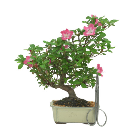 AZALEA IB333