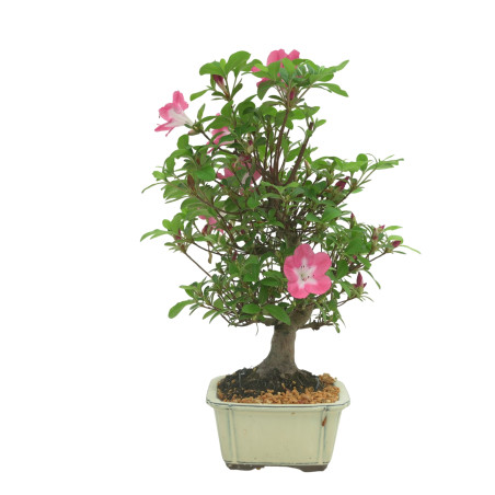 AZALEA IB333