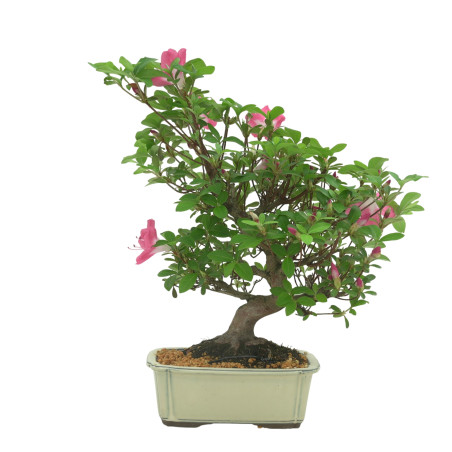 AZALEA IB333