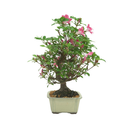 AZALEA IB333