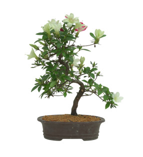AZALEA IB295B