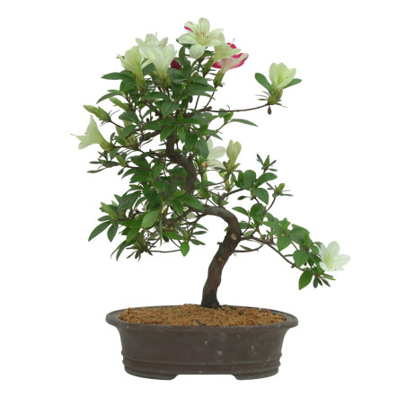 AZALEA IB295B