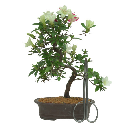 AZALEA IB295B