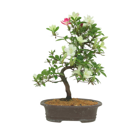 AZALEA IB295B