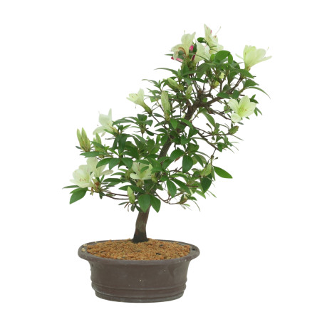 AZALEA IB295B