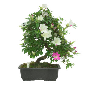 AZALEA RUKA IB336