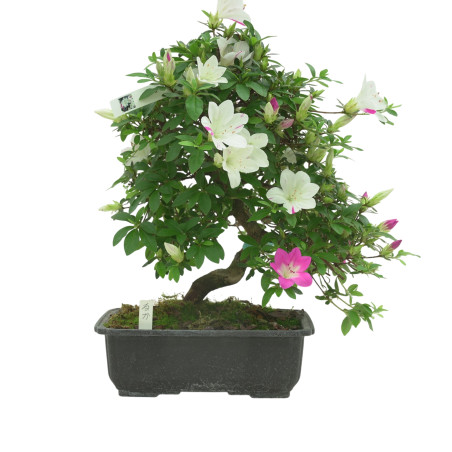 AZALEA RUKA IB336
