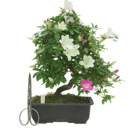 AZALEA RUKA IB336