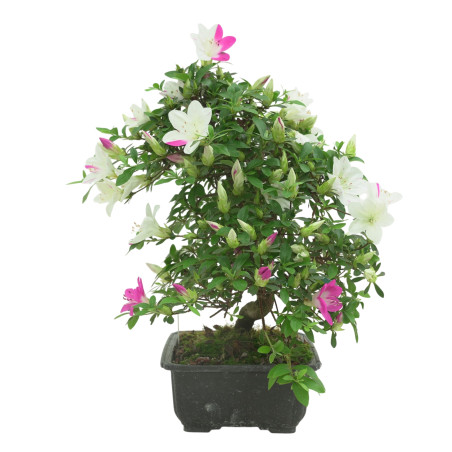 AZALEA RUKA IB336