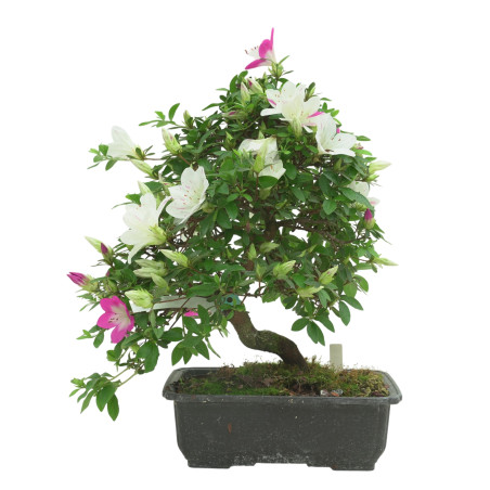 AZALEA RUKA IB336