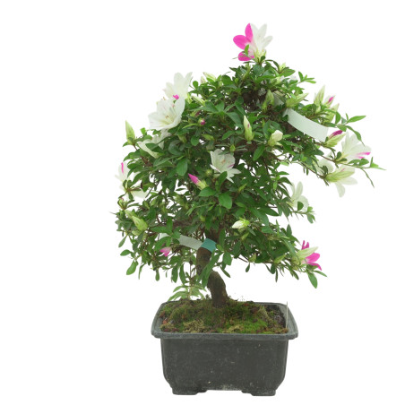 AZALEA RUKA IB336