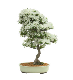AZALEA BAILIN IB300