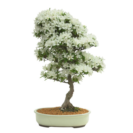 AZALEA BAILIN IB300
