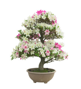 AZALEA MIYABIHIME IB298