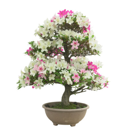 AZALEA MIYABIHIME IB298