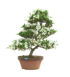 AZALEA TOTEYAMA NO YUKI IB296