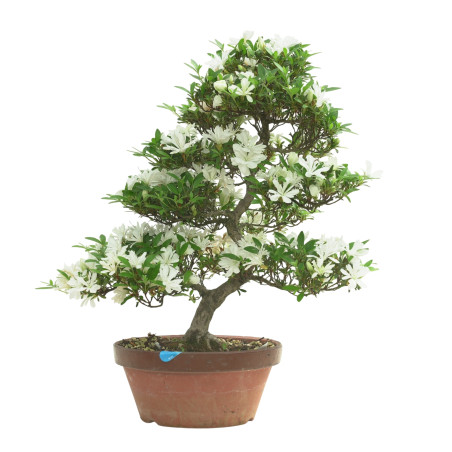 AZALEA TOTEYAMA NO YUKI IB296
