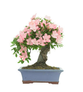 AZALEA AKANE IB290
