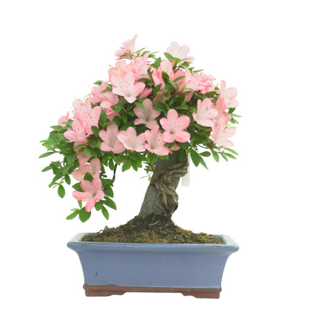 AZALEA AKANE IB290