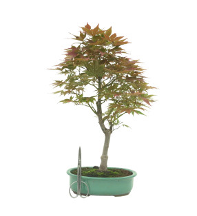 ACER PALMATUM IB146