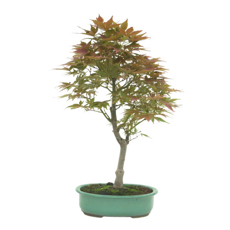 ACER PALMATUM IB146