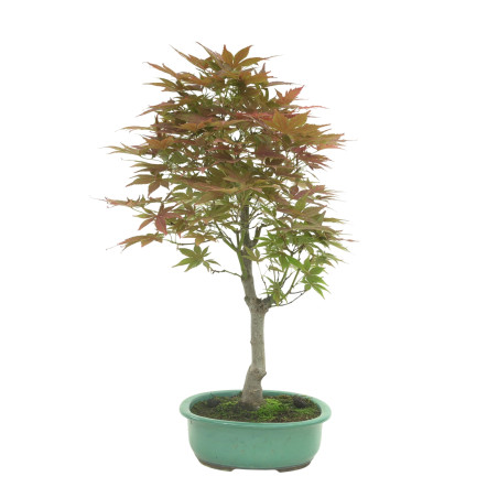 ACER PALMATUM IB146