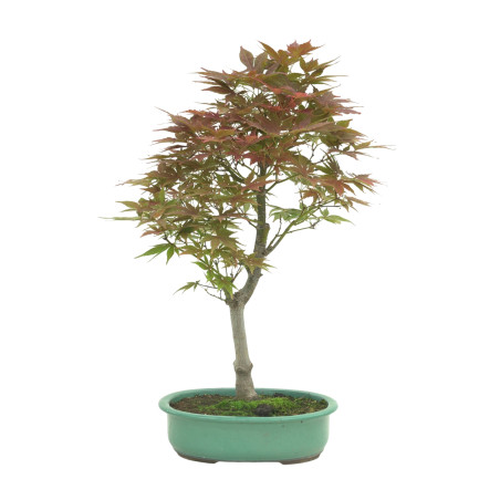 ACER PALMATUM IB146
