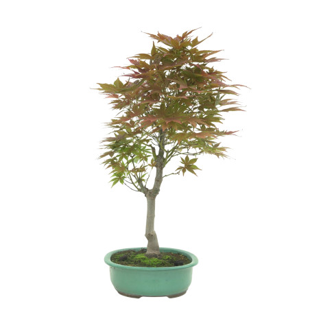 ACER PALMATUM IB146