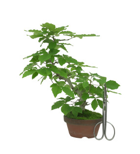QUERCUS SERRATA IB18